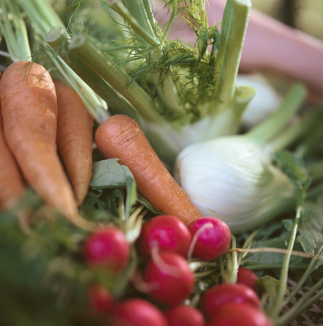 Carrots, radishes & fennel; hand in background