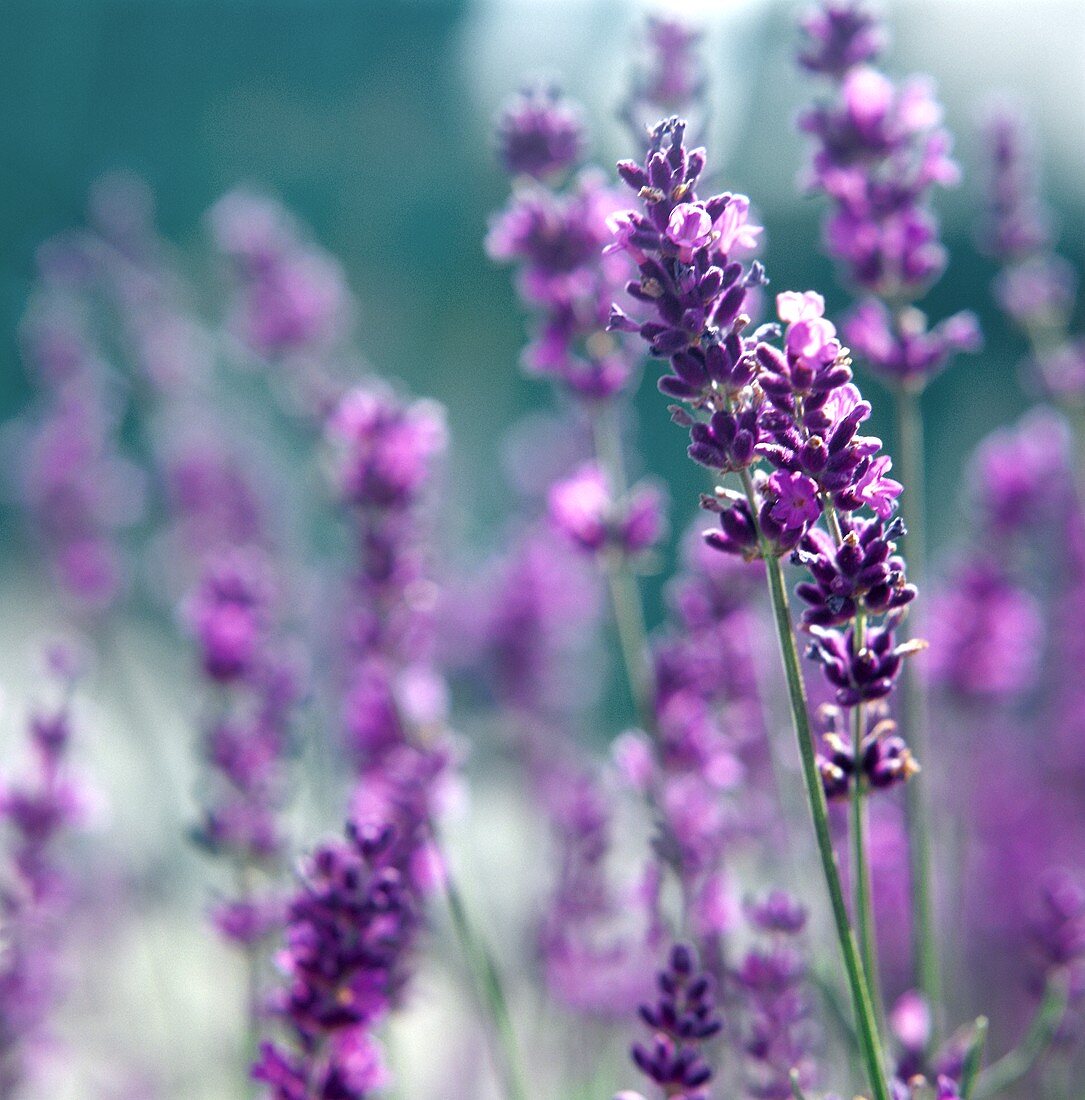 Lavendel