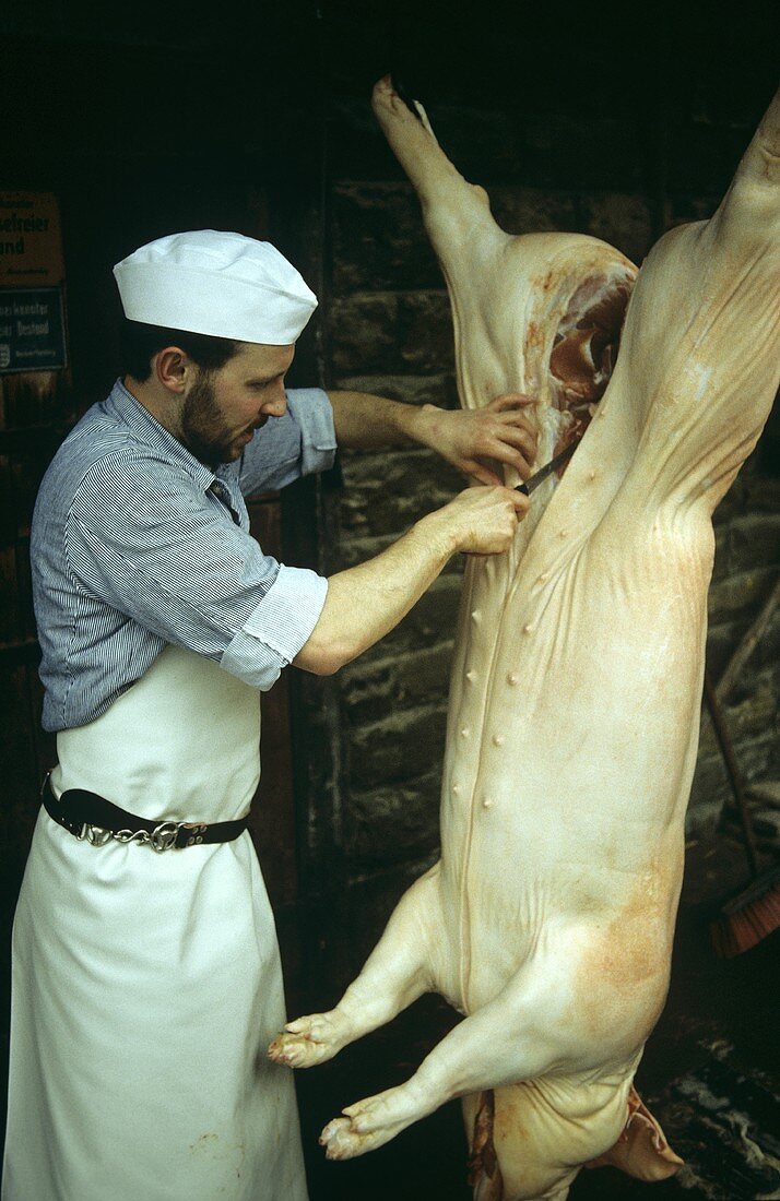 Butchering a pig: butcher cutting down middle of belly