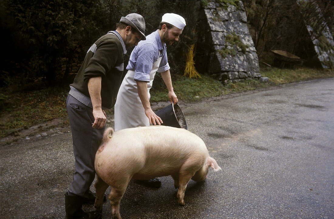 Farmers leading pig to slaughter