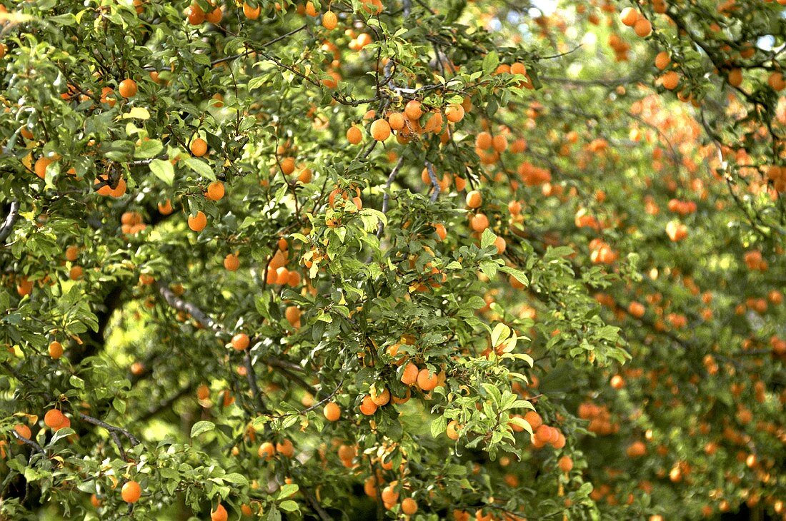 Aprikosenbäume hängen voll mit reifen Früchten (Provence)