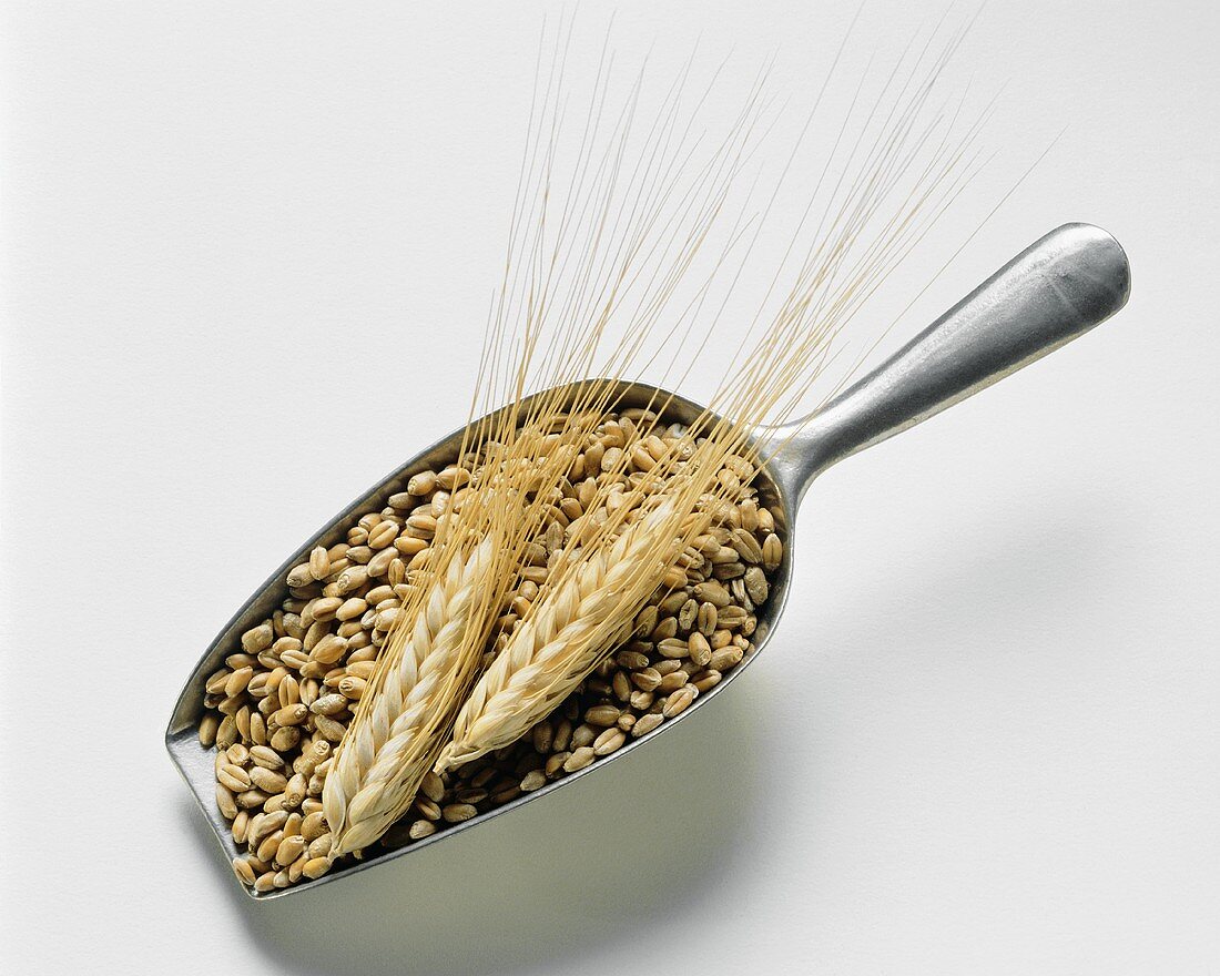 A scoop with grains and ears of barley
