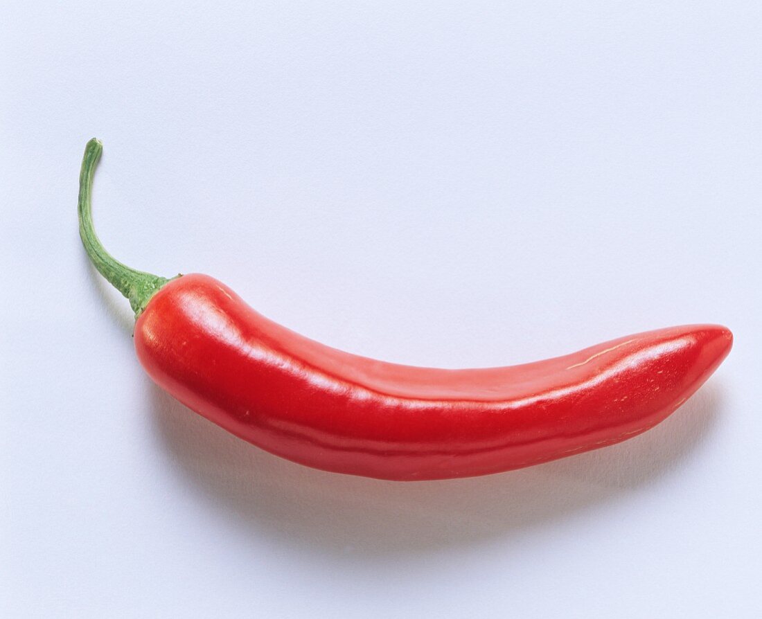 A Single Red Chili Pepper – License Images – 940555 ❘ StockFood