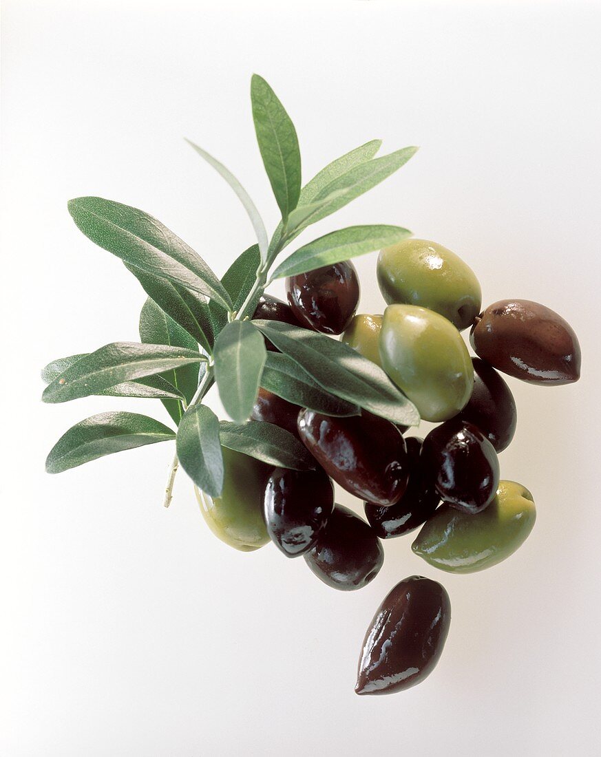 Ein Haufen grüne & schwarze Oliven & ein Olivenzweig