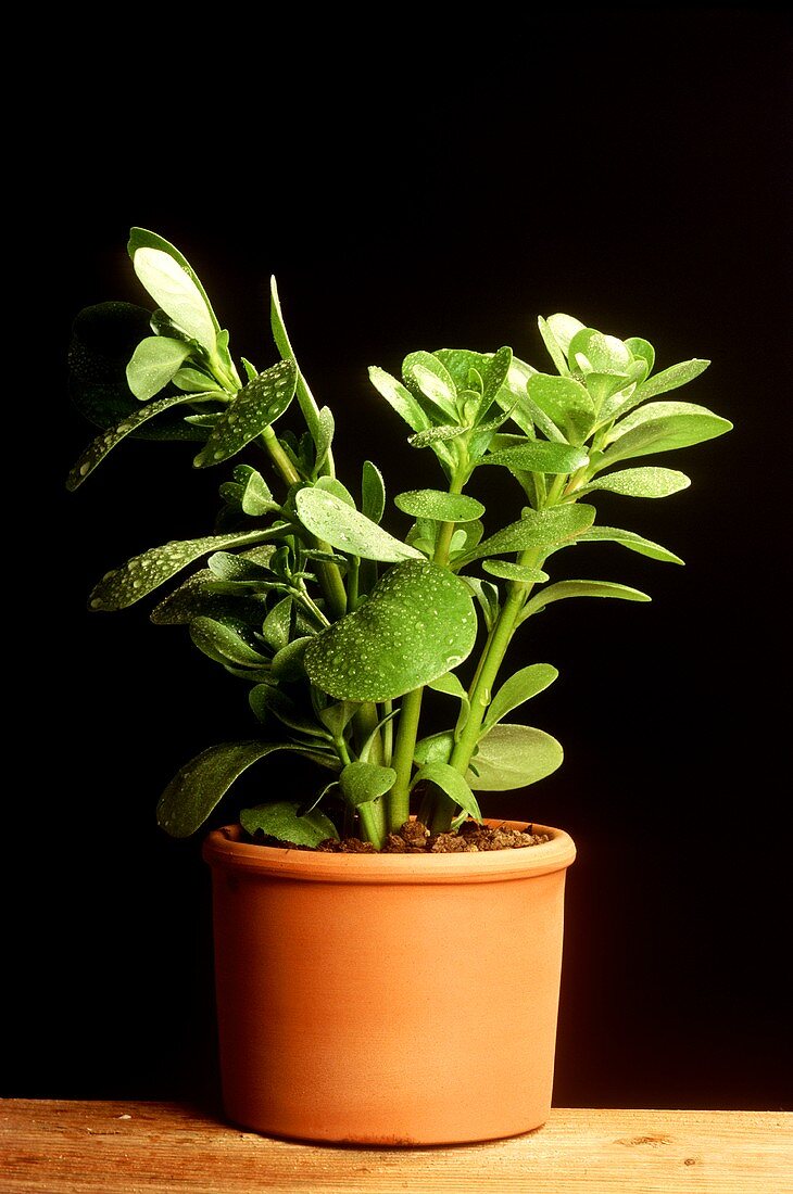 Purslane plant in pot