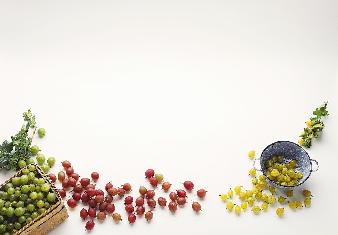 Gooseberries: red, green and yellow berries
