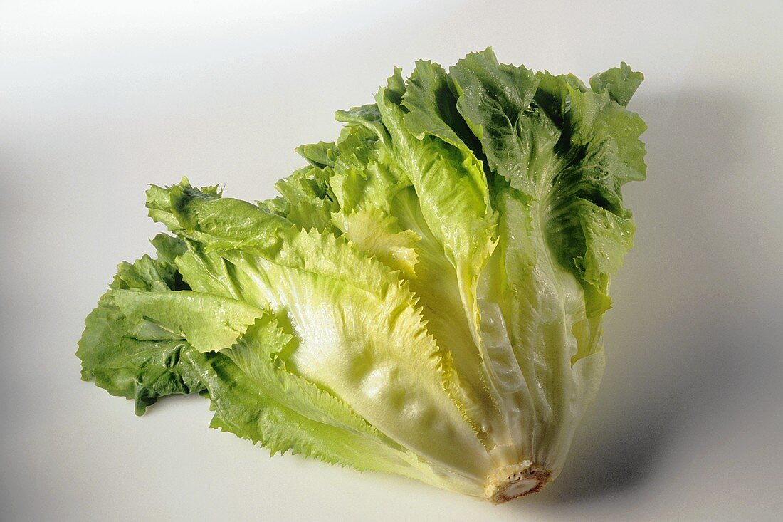 Endive