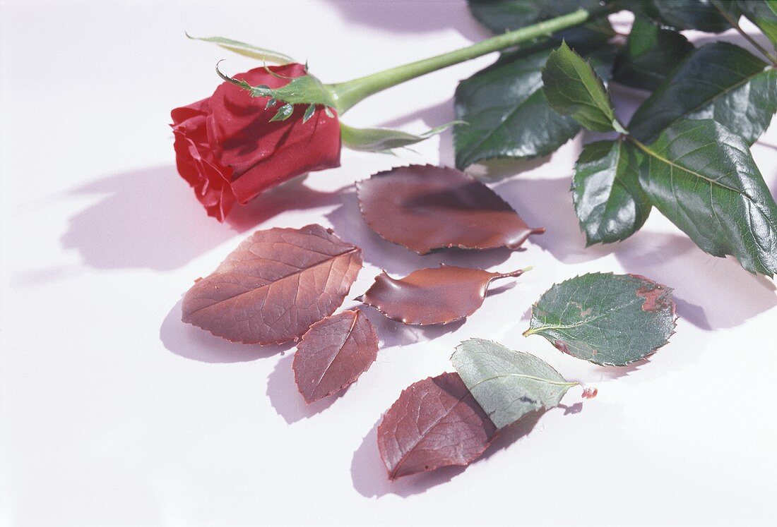 Rose petals and chocolate rose petals