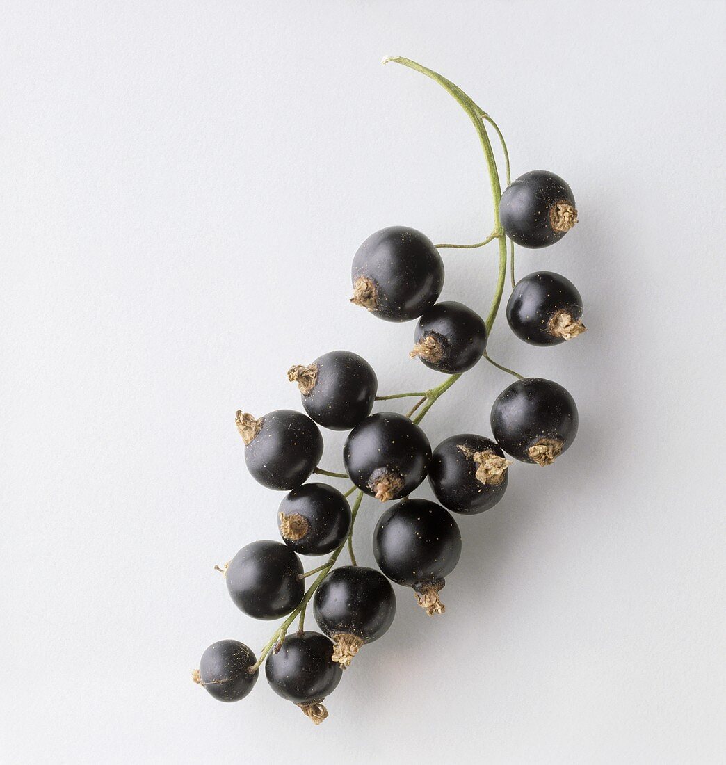 A truss of blackcurrants