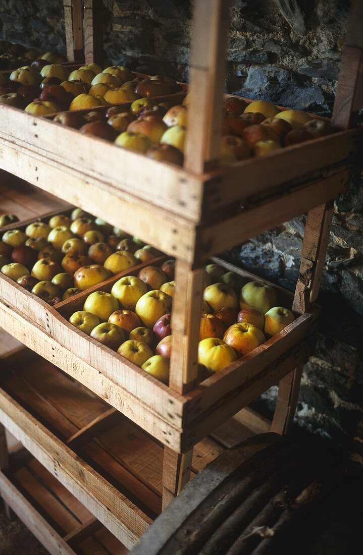 Apples stored on a wooden shelf