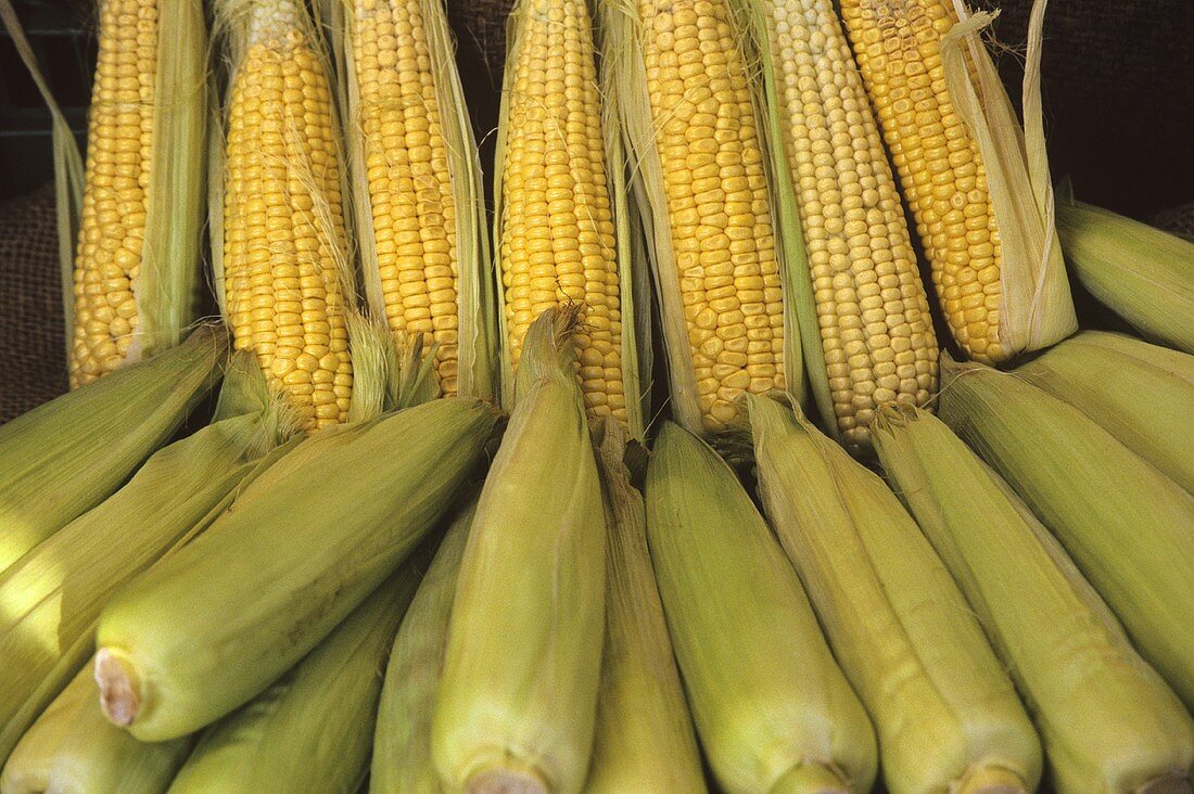 Corncobs, some with husks removed, lined up at market