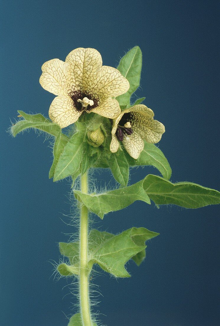 Flowering henbane (Hyoscyamus niger L.)