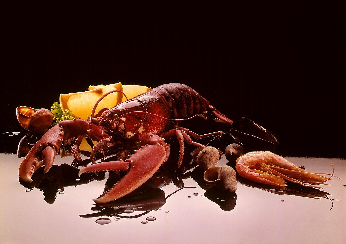 Hummer, Muscheln und Garnele vor schwarzem Hintergrund