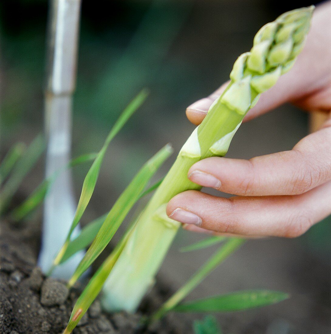 Hand zieht grünen Spargel aus Erde, daneben Spagelstecher