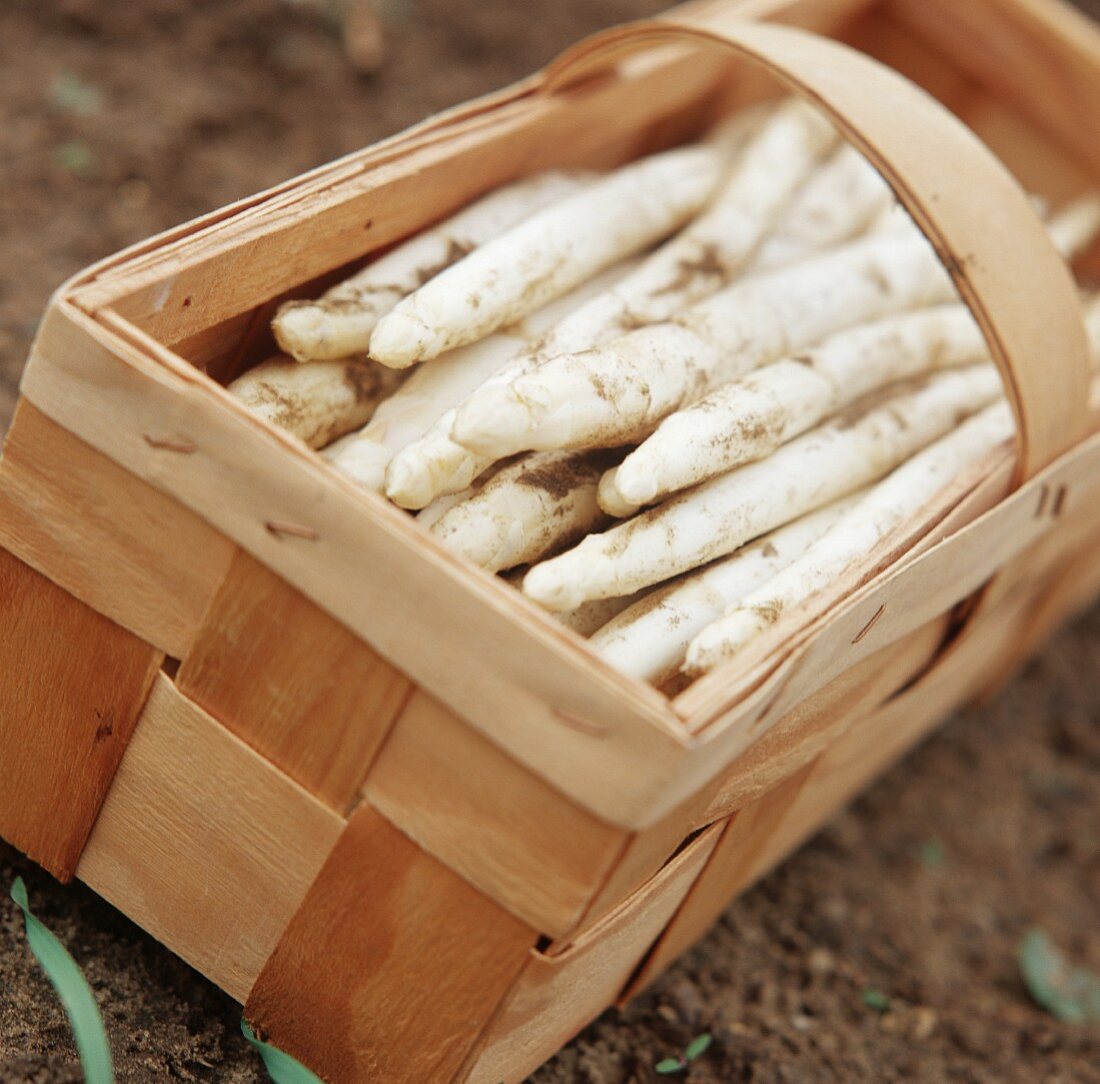 Frisch geernteter weisser Spargel im Spankorb auf Feld