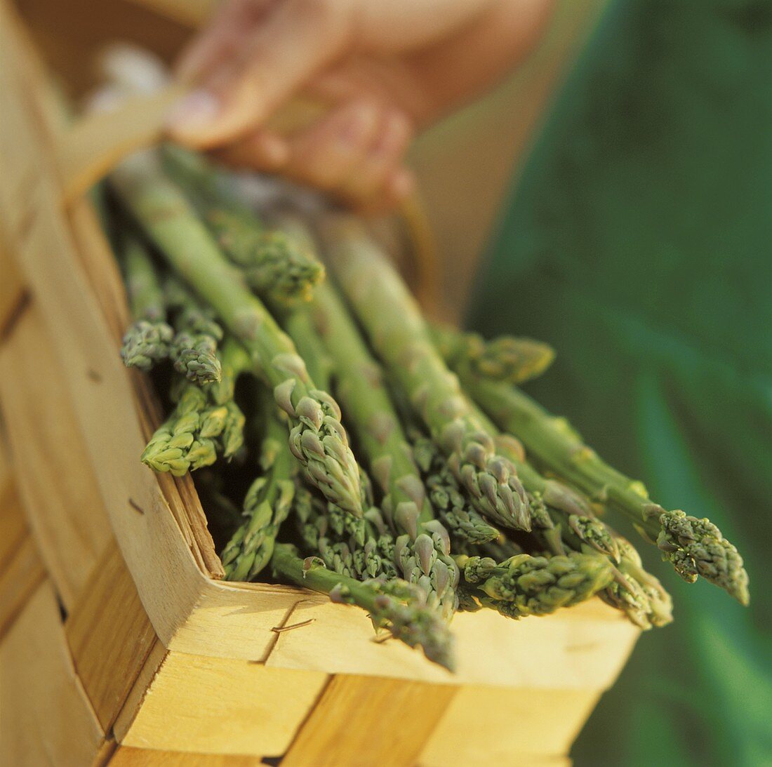 Freshly harvested green asparagus being carried in a basket