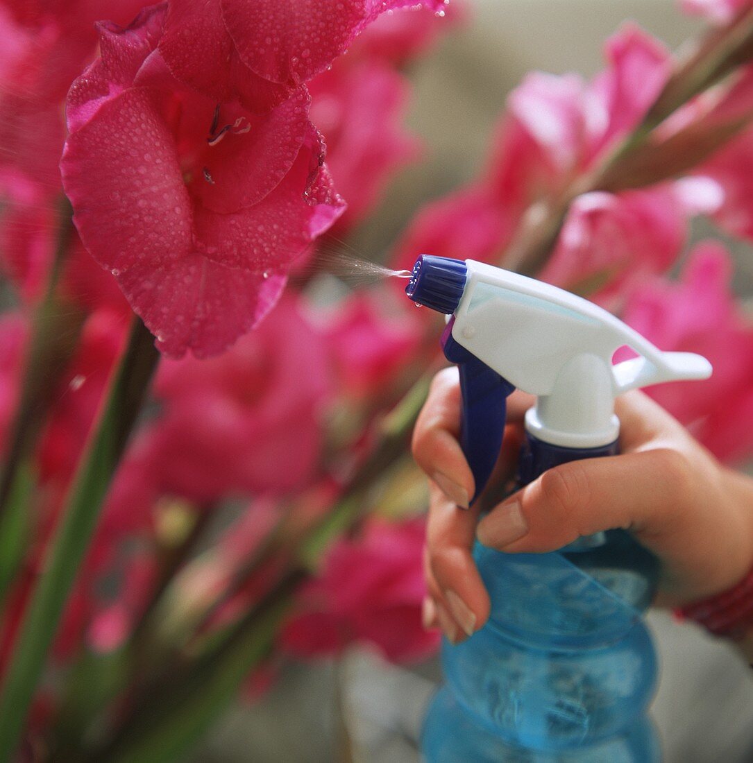 Flowers being sprayed with water sprayer