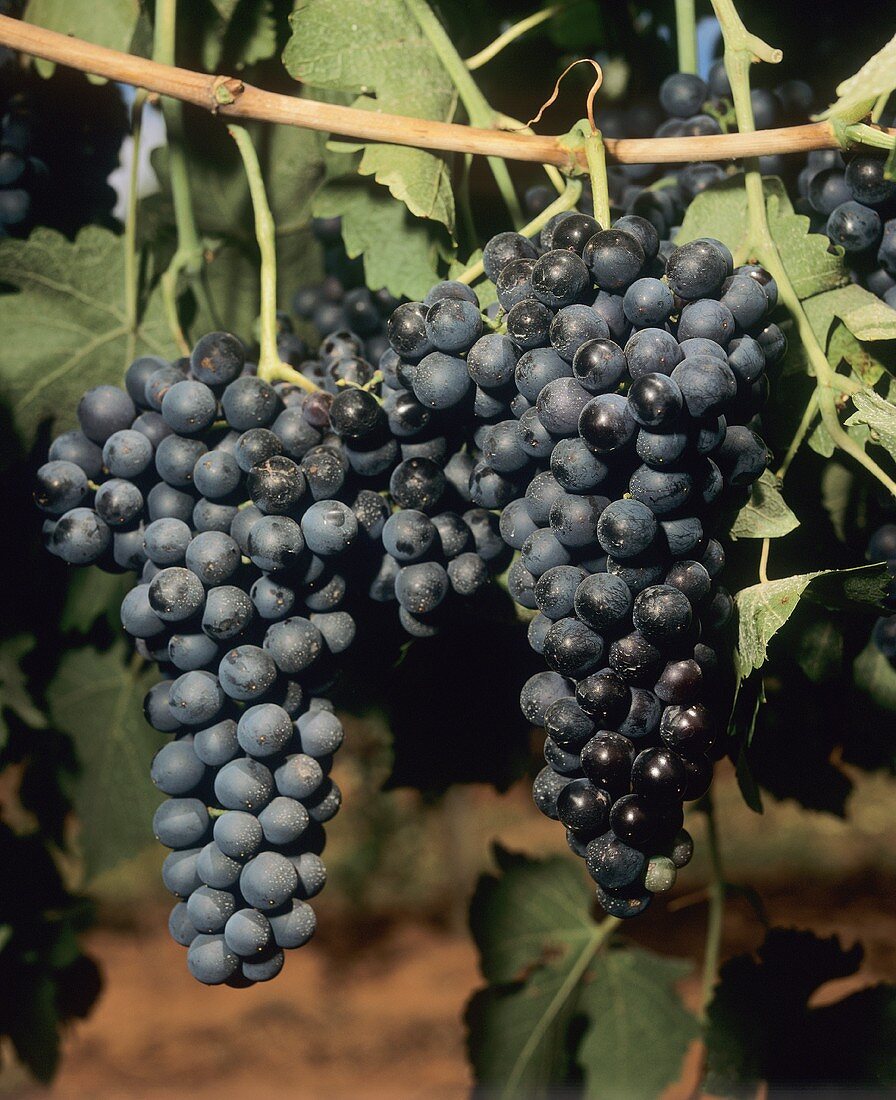 Pinot noir grapes on the vine (Pacific Northwest, Oregon)
