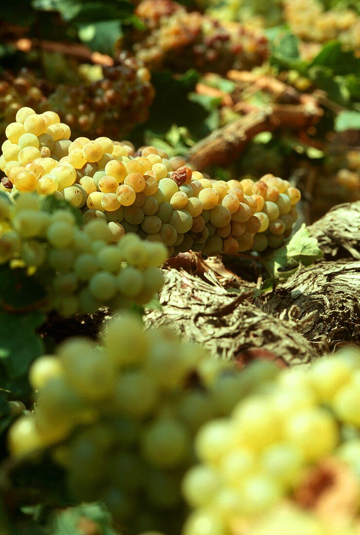 White wine grapes on the vine in Greece