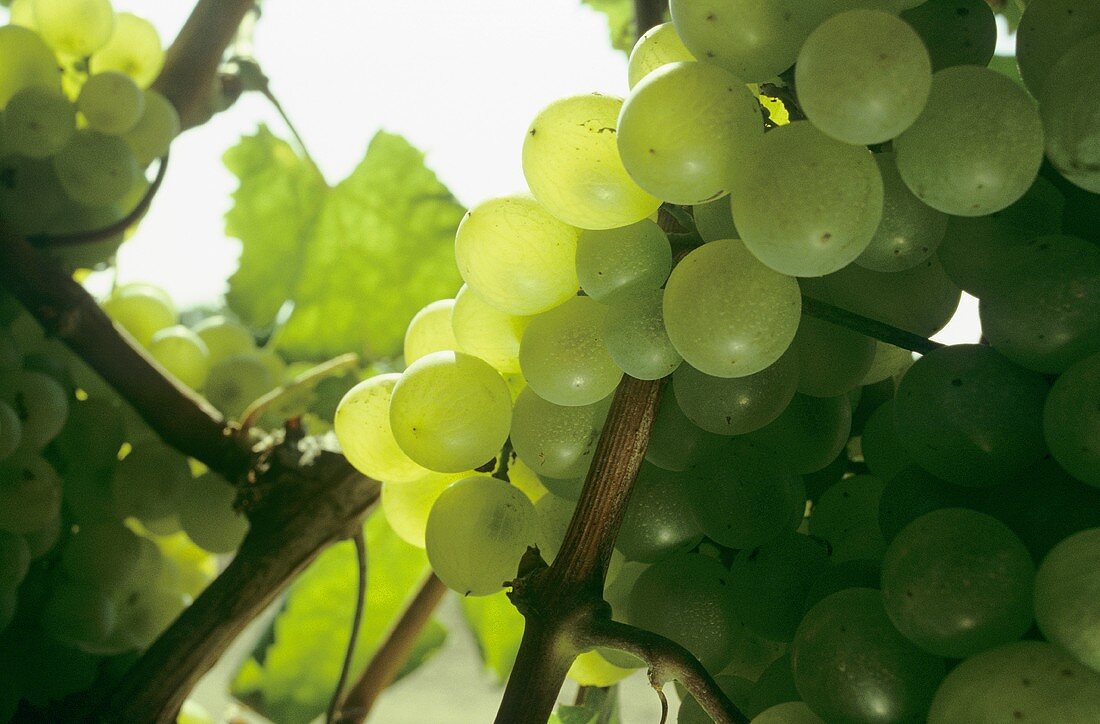 Green grapes on the vine in Greece