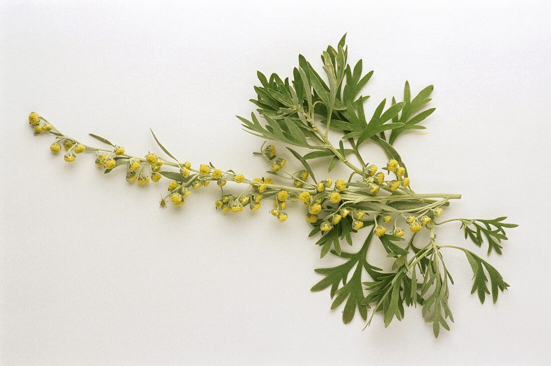 Wormwood, flower and leaves