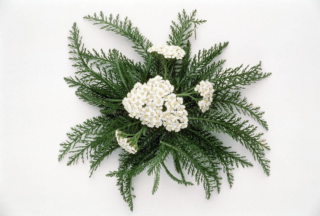 Blühende Schafgarbe (Achillea millefolium) mit Blättern