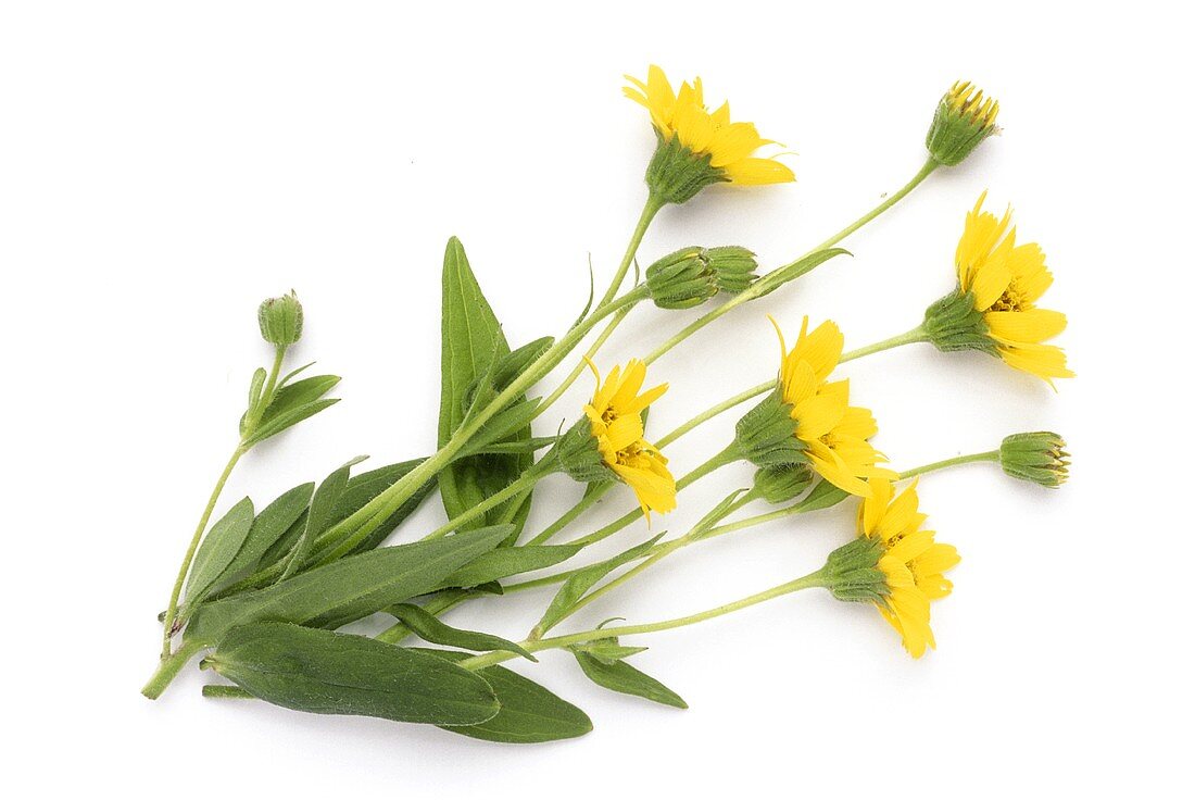 Blühende Arnika (Arnica montana)