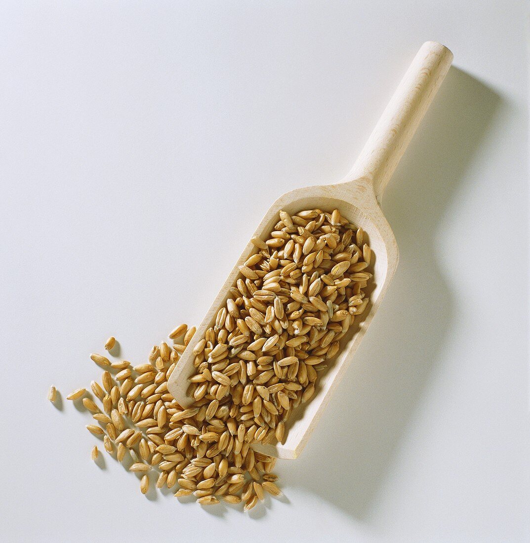 Grains of wheat on wooden scoop