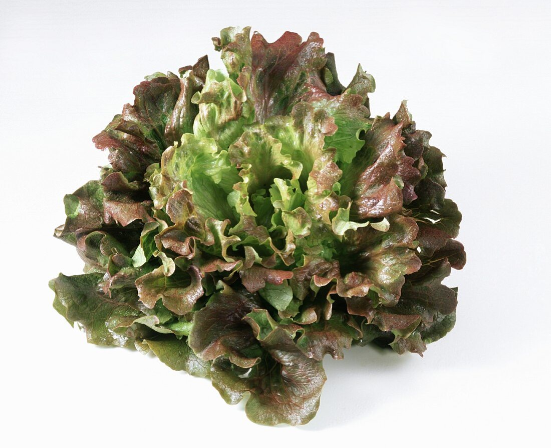 An oak leaf lettuce