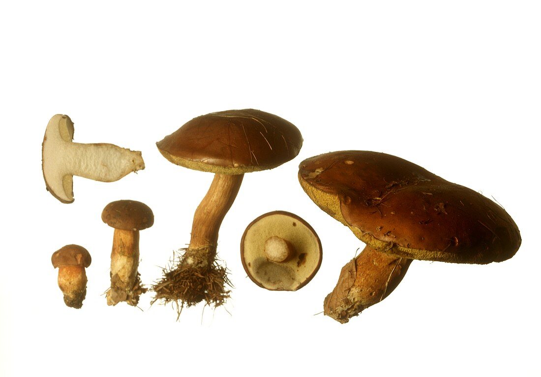 Bay boletes, whole and halved