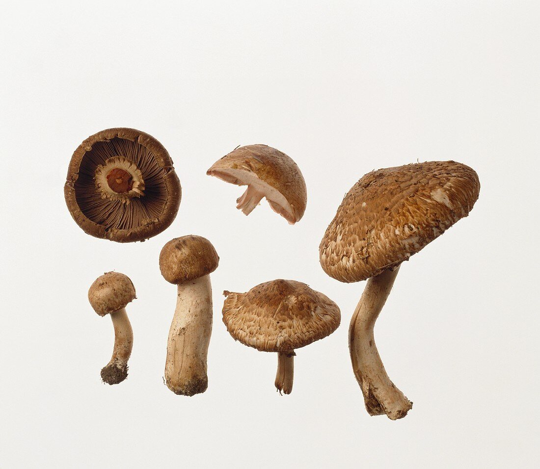 Several pine-wood mushrooms: whole, halved and from below