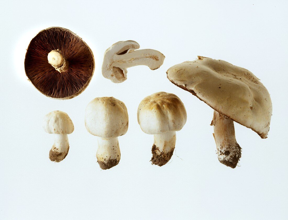 Meadow mushrooms: whole, cut up and from below