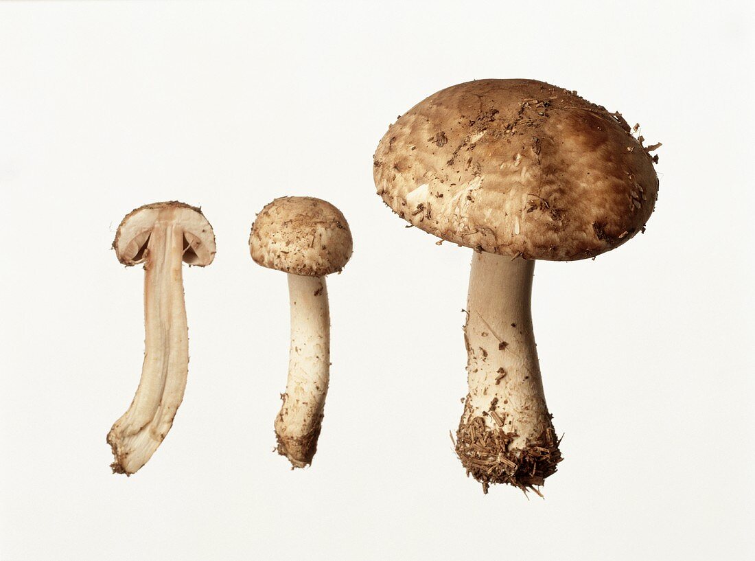 Pine-wood mushrooms: whole and halved