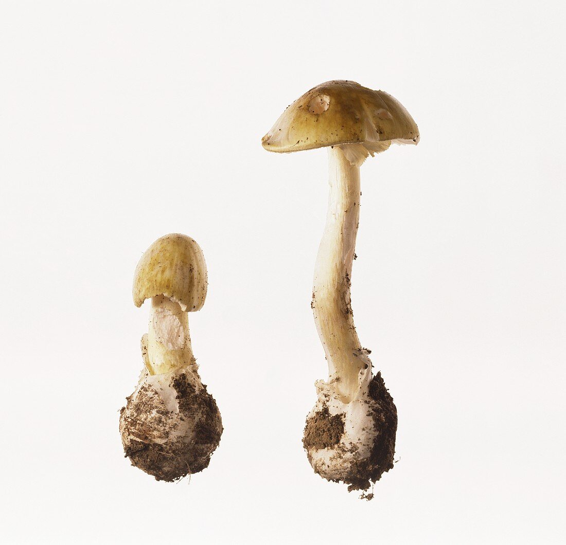 Two green death cap mushrooms (Amanita phalloides)