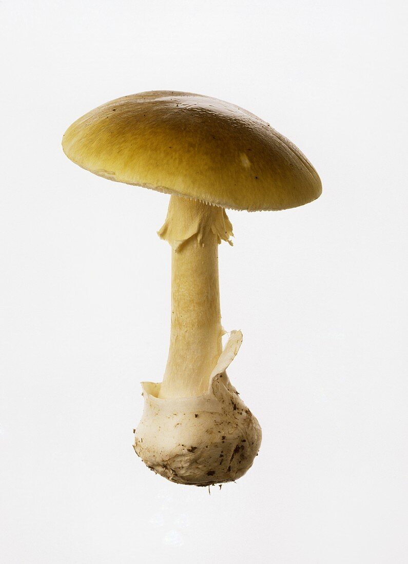 A green death cap mushroom