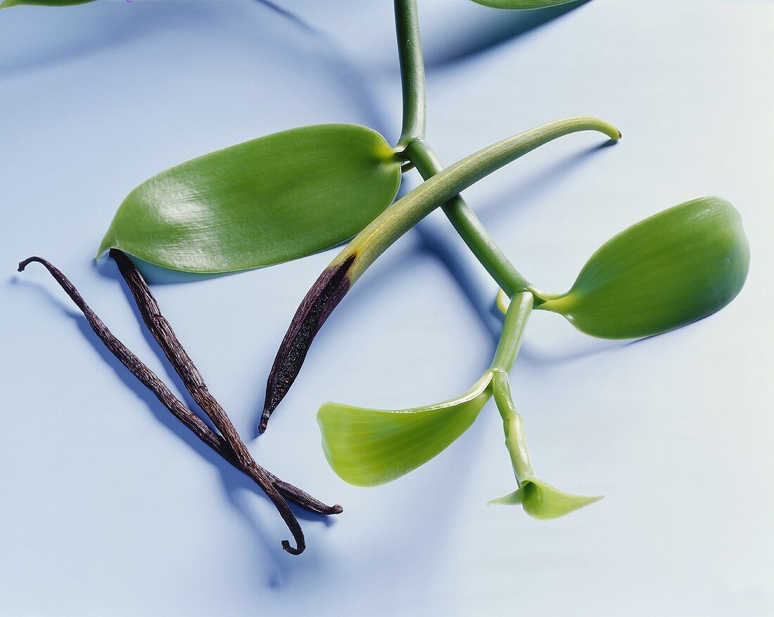 Vanillepflanze mit reifender Schote und Vanillestangen
