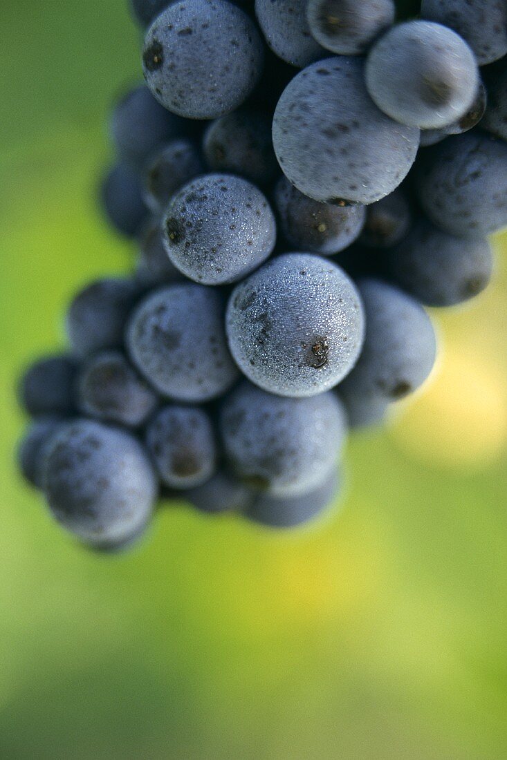 Pinot Noir grapes in Alsace