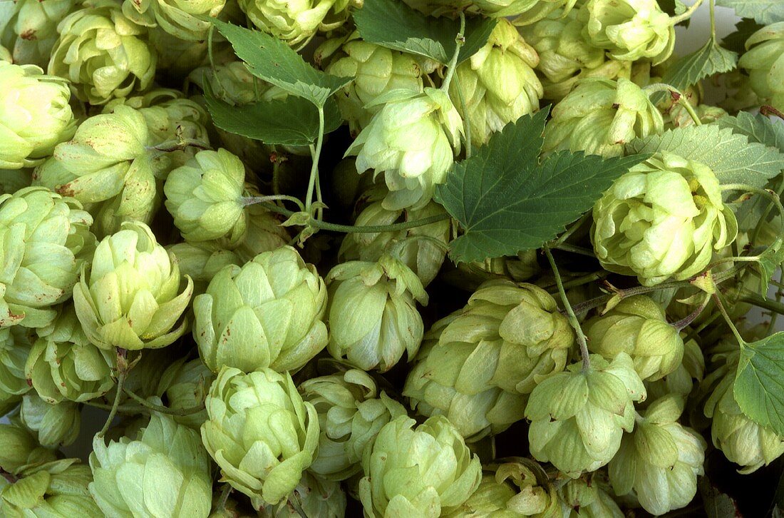 Hops with leaves (filling the picture)