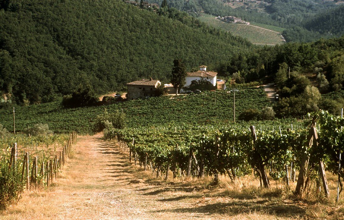 Road leading through Chianti Classico vineyard, Tuscany