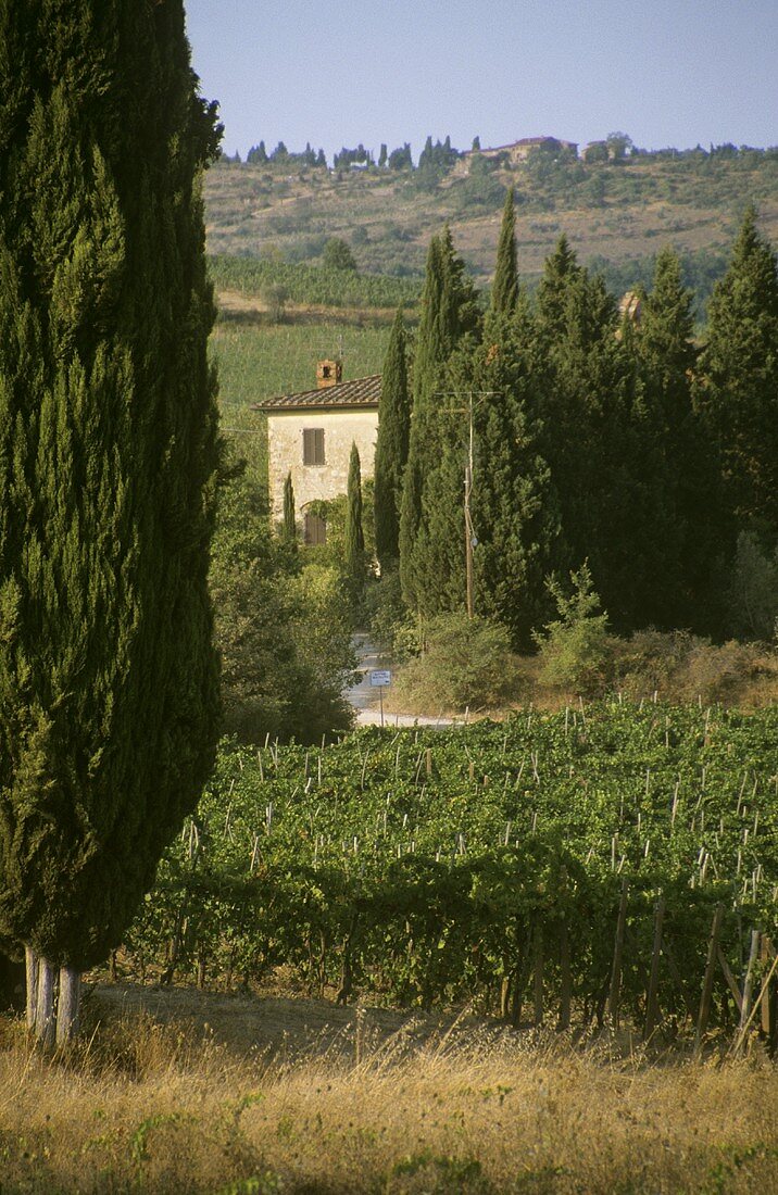 Rignana Chianti vineyard behind cypresses; Greve, Tuscany