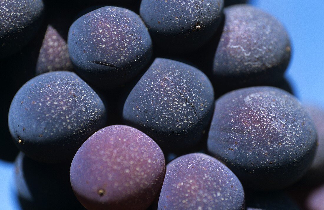 Sangiovese grapes, variety for the Chianti wines of Tuscany