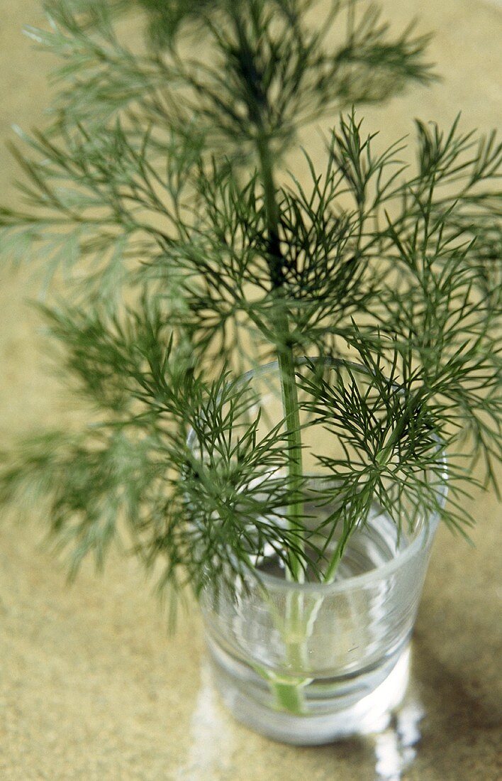 Dill sprig in a glass