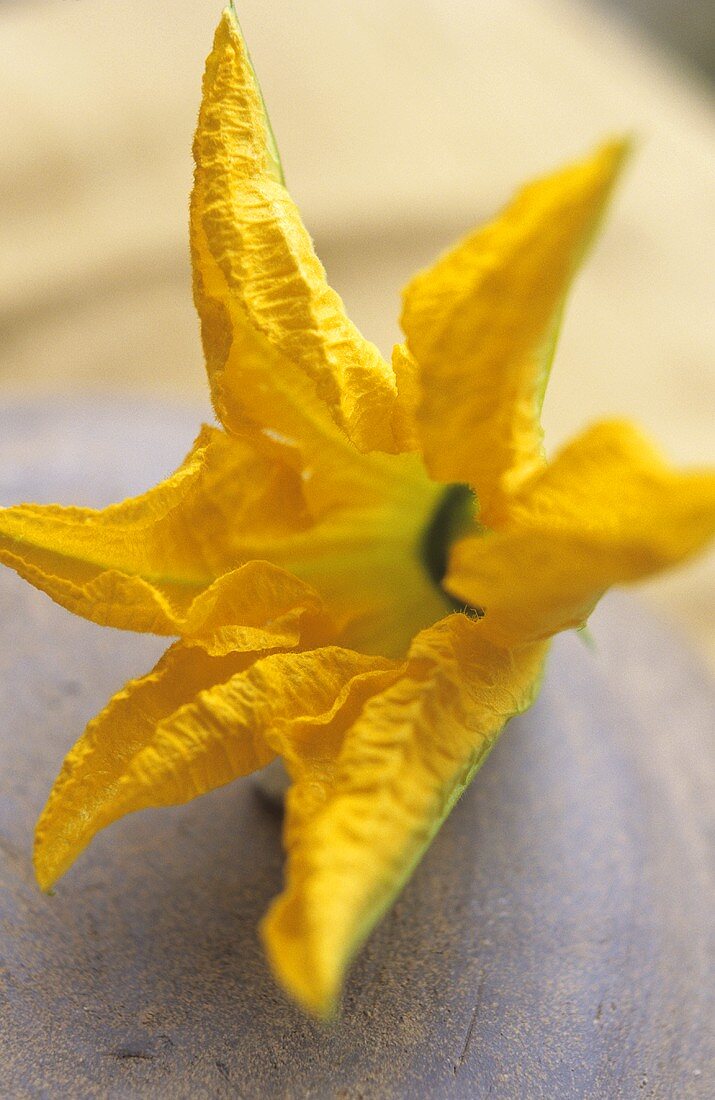 A pumpkin flower