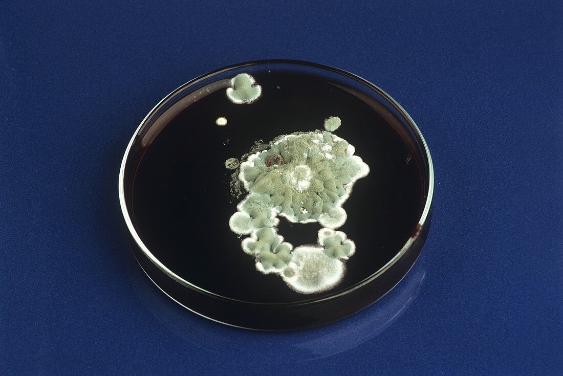 Schimmelpilz in einer Petrischale