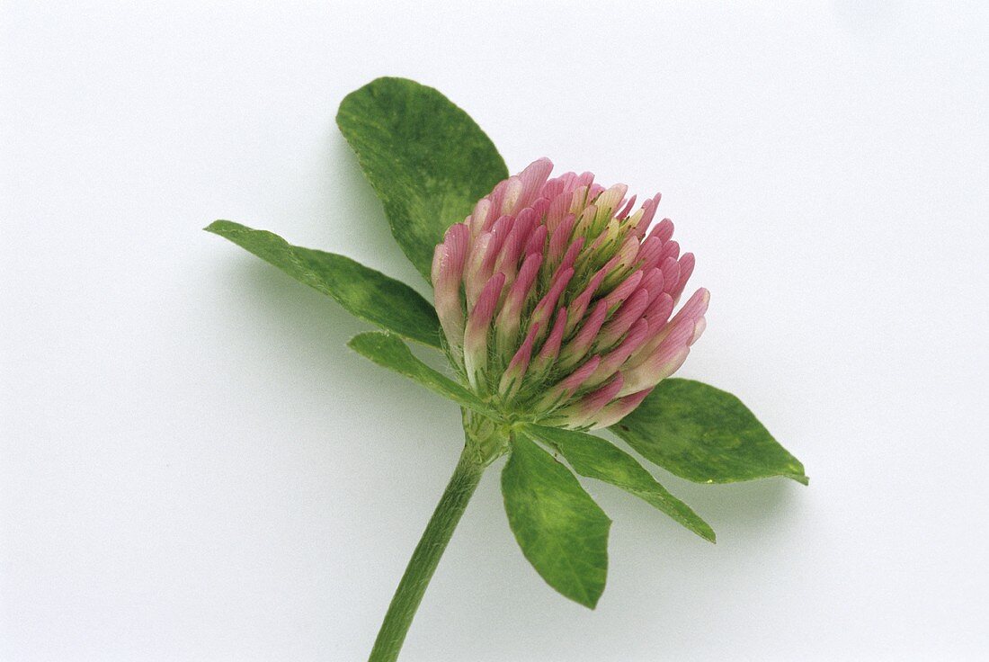 Red clover (Trifolium pratense) flower with leaves