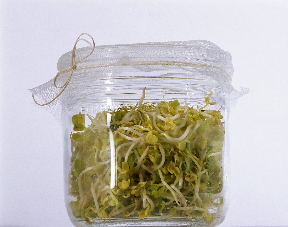 A glass container of fresh radish sprouts