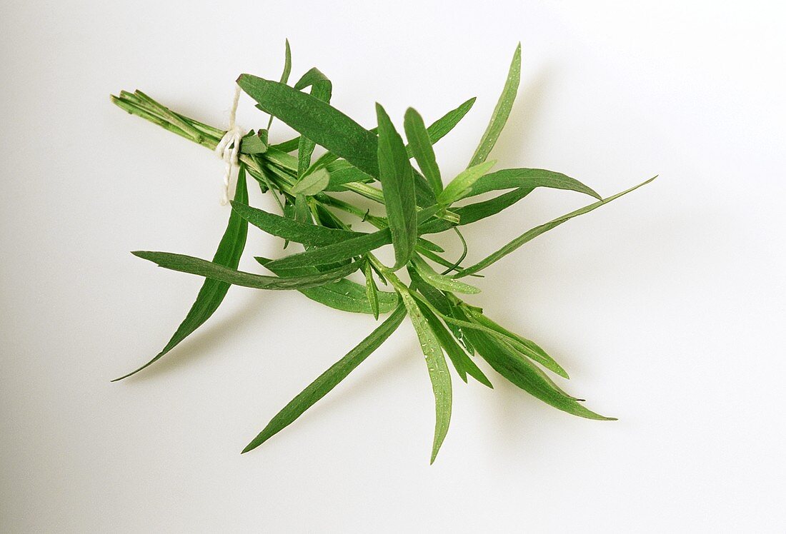 Several sprigs of tarragon tied together in a bunch