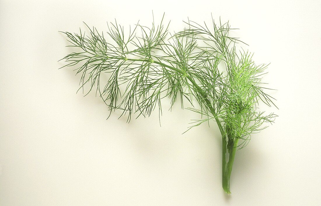 Sprigs of dill against white backdrop