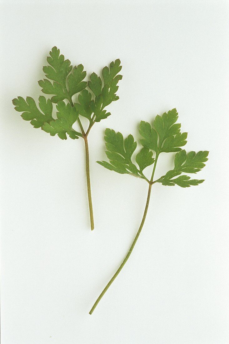 Blätter des Ruprechtskraut (Geranium robertiai herba)