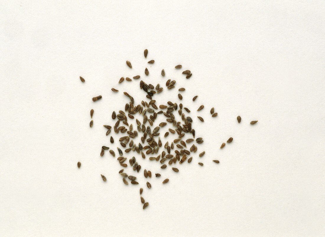 Wormwood seeds (Artemisia absinthium)